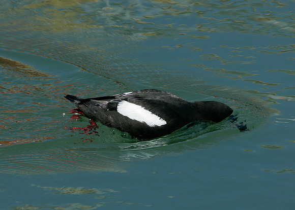 Black Guillemot Cepphus grylle