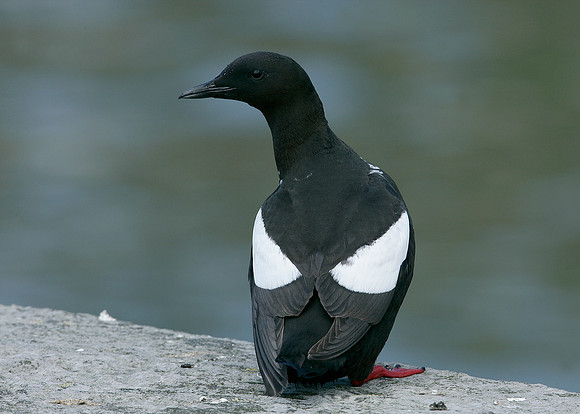 Black Guillemot Cepphus grylle