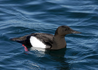 Black Guillemot Cepphus grylle