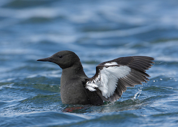 Black Guillemot Cepphus grylle