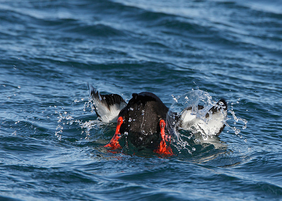 Black Guillemot Cepphus grylle