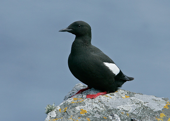 Black Guillemot Cepphus grylle