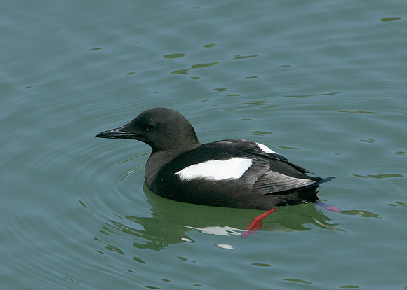 Black Guillemot Cepphus grylle