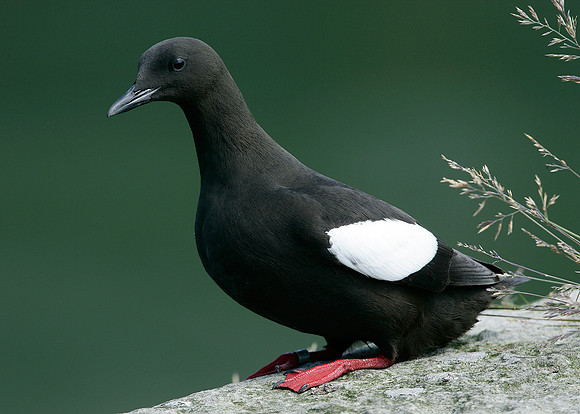 Black Guillemot Cepphus grylle