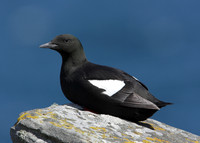 Black Guillemot Cepphus grylle