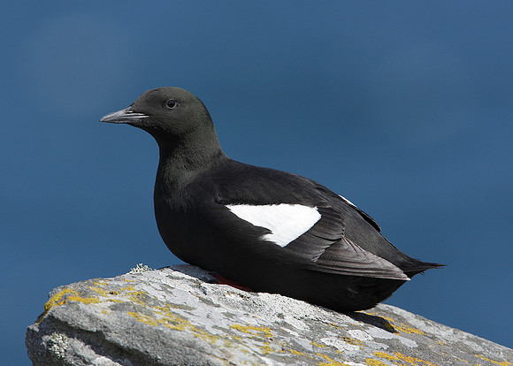 Black Guillemot Cepphus grylle