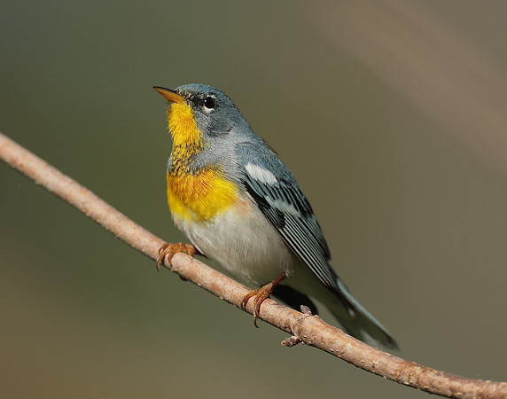 Northern Parula