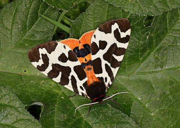 72.026 BF2057 Garden Tiger Arctia caja