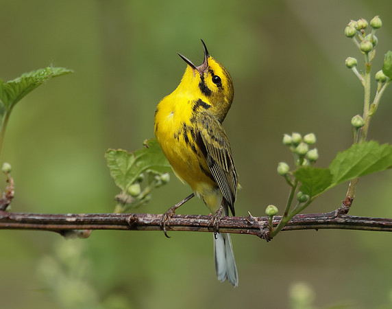 Prairie Warbler Setophaga discolor
