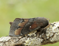 66.009 BF1639 Pine-tree Lappet Dendrolimus pini