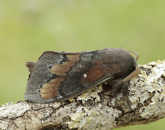 66.009 BF1639 Pine-tree Lappet Dendrolimus pini