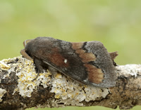 66.009 BF1639 Pine-tree Lappet Dendrolimus pini