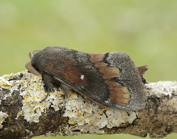 66.009 BF1639 Pine-tree Lappet Dendrolimus pini