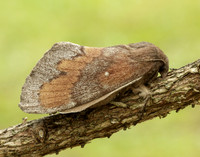 66.009 BF1639 Pine-tree Lappet Dendrolimus pini