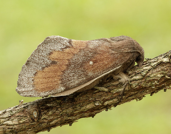 66.009 BF1639 Pine-tree Lappet Dendrolimus pini