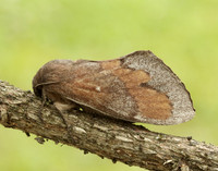 66.009 BF1639 Pine-tree Lappet Dendrolimus pini
