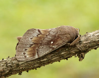 66.009 BF1639 Pine-tree Lappet Dendrolimus pini