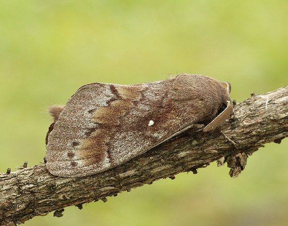66.009 BF1639 Pine-tree Lappet Dendrolimus pini