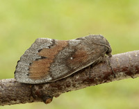 66.009 BF1639 Pine-tree Lappet Dendrolimus pini