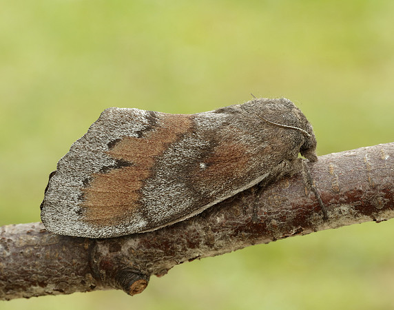 66.009 BF1639 Pine-tree Lappet Dendrolimus pini