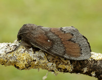 66.009 BF1639 Pine-tree Lappet Dendrolimus pini