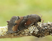 66.009 BF1639 Pine-tree Lappet Dendrolimus pini