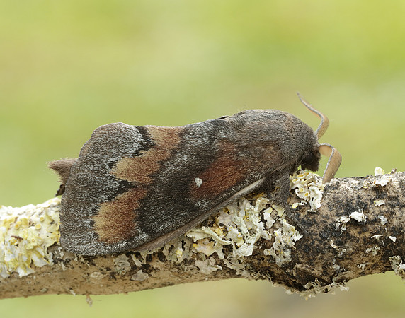 66.009 BF1639 Pine-tree Lappet Dendrolimus pini