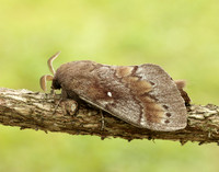 66.009 BF1639 Pine-tree Lappet Dendrolimus pini