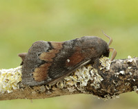 66.009 BF1639 Pine-tree Lappet Dendrolimus pini
