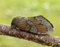 66.009 BF1639 Pine-tree Lappet Dendrolimus pini