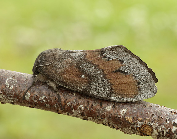 66.009 BF1639 Pine-tree Lappet Dendrolimus pini