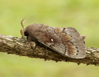 66.009 BF1639 Pine-tree Lappet Dendrolimus pini