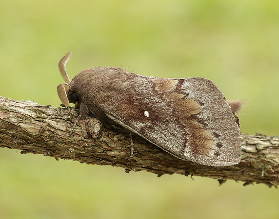 66.009 BF1639 Pine-tree Lappet Dendrolimus pini