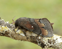 66.009 BF1639 Pine-tree Lappet Dendrolimus pini