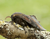 66.009 BF1639 Pine-tree Lappet Dendrolimus pini