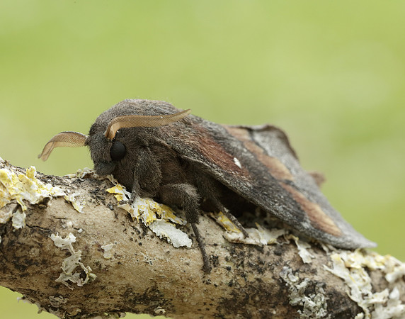 66.009 BF1639 Pine-tree Lappet Dendrolimus pini
