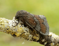 66.009 BF1639 Pine-tree Lappet Dendrolimus pini