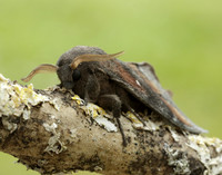 66.009 BF1639 Pine-tree Lappet Dendrolimus pini