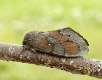 66.009 BF1639 Pine-tree Lappet Dendrolimus pini