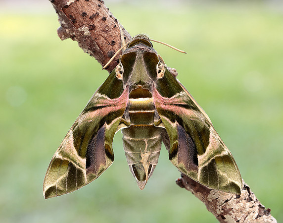 69.011 BF1985 Oleander Hawk-moth Daphnis nerii