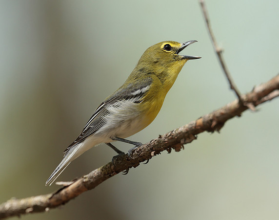 Yellow-throated Vireo Vireo flavifrons