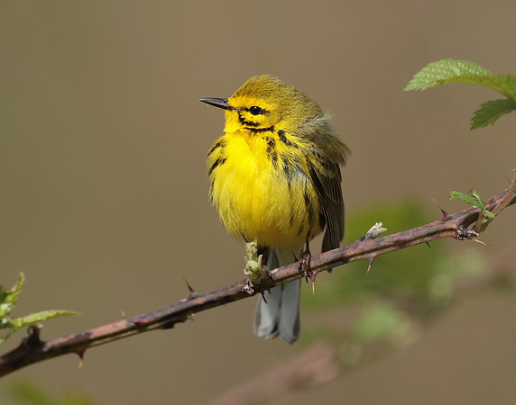 Prairie Warbler Setophaga discolor