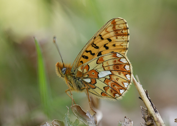 Pearl-Bordered Fritillary Boloria euphrosyne