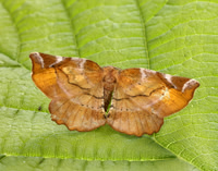 70.231 BF1910 Lilac Beauty Apeira syringaria