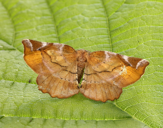 70.231 BF1910 Lilac Beauty Apeira syringaria