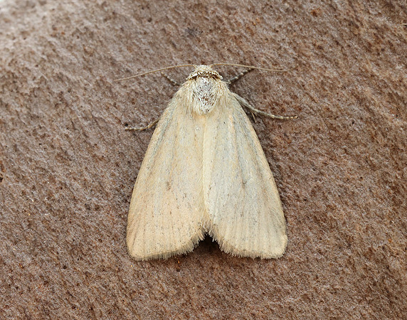 73.147 BF2345 Small Dotted Buff Photedes minima