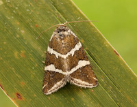73.027 BF2413 Silver Barred Deltote bankiana