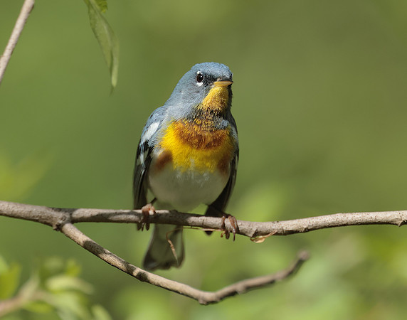 Northern Parula