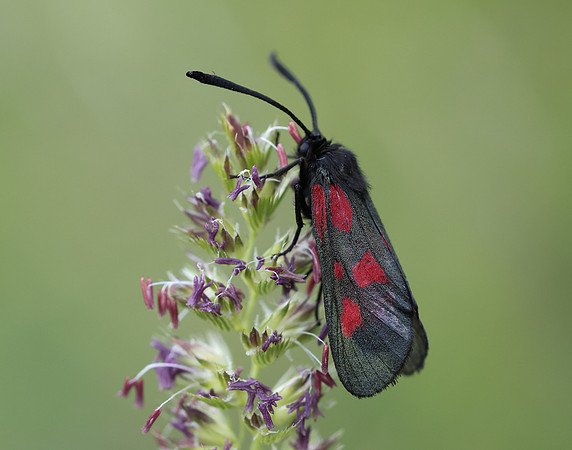 54.007 BF168 New Forest Burnet Zygaena viciae