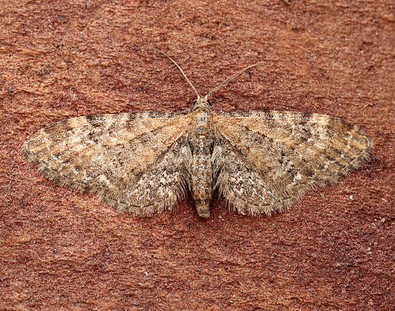 70.183 BF1834 Common Pug Eupithecia vulgata